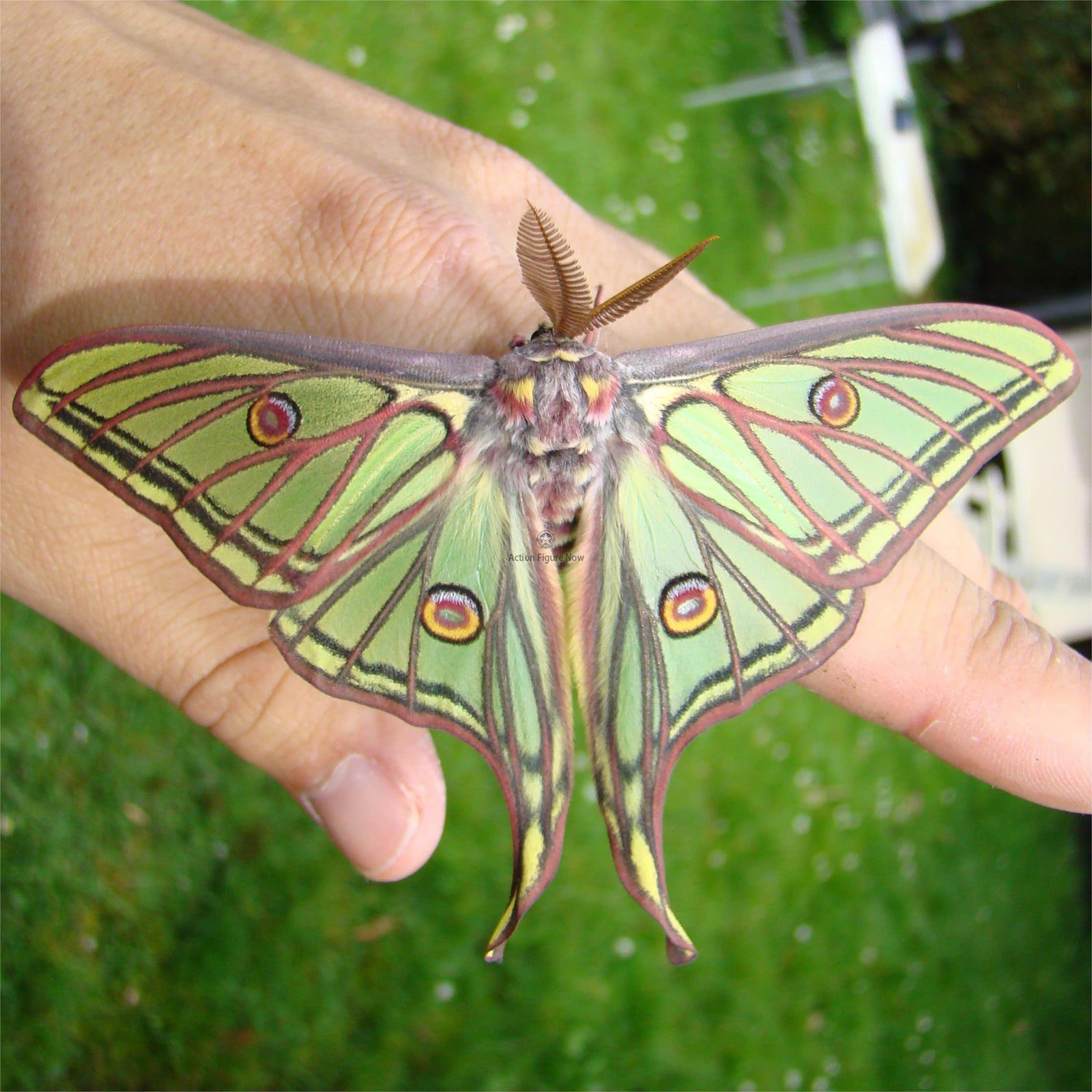 Steampunk Metal Spanish Moon Moth 3D Puzzle Kit Steampunk Metal Spanish Moon Moth 3D Puzzle Kit