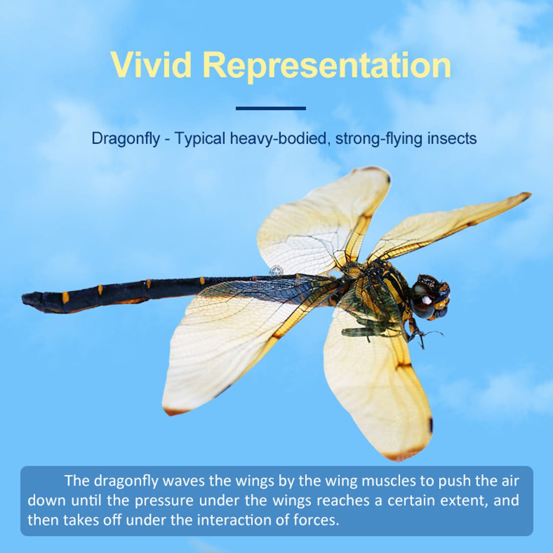 TECHING 3D Metal Dragonfly Construction Model - Build Your Own DIY Dragonfly Assembly Kits for Kids, Teens, and Adults TECHING 3D Metal Dragonfly Construction Model - Build Your Own DIY Dragonfly Assembly Kits for Kids, Teens, and Adults